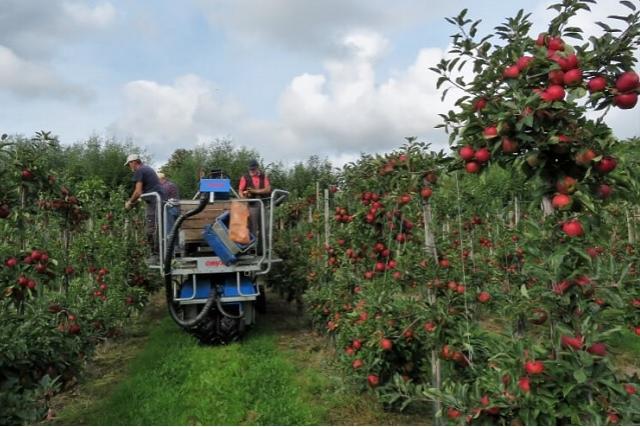 Appels met een hoogwerker geplukt in Acquoy