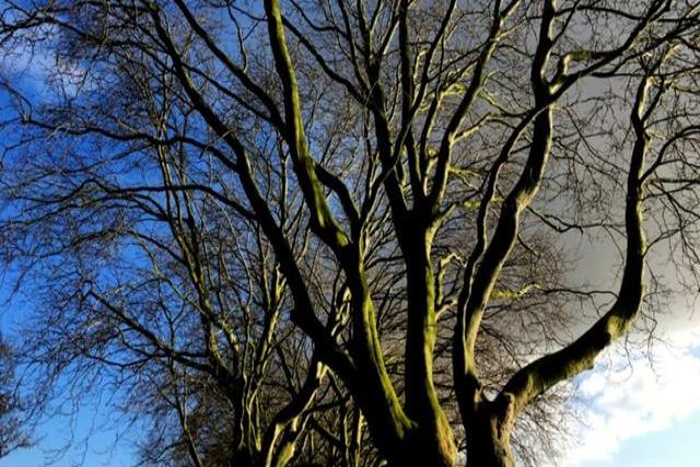 Politiek West Betuwe wil dat gemeente stopt met grootschalige bomenkap