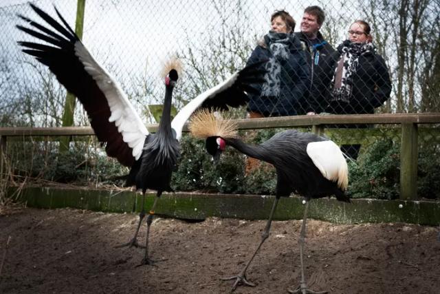 Dierenpark De Paay overleeft lockdown: Vanochtend nog was er iemand die hooi, stro en voer voor de kamelen had gekocht