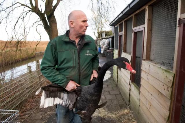 De ellende houdt niet op voor dierenparkje De Paay: alle vogels de hokken in