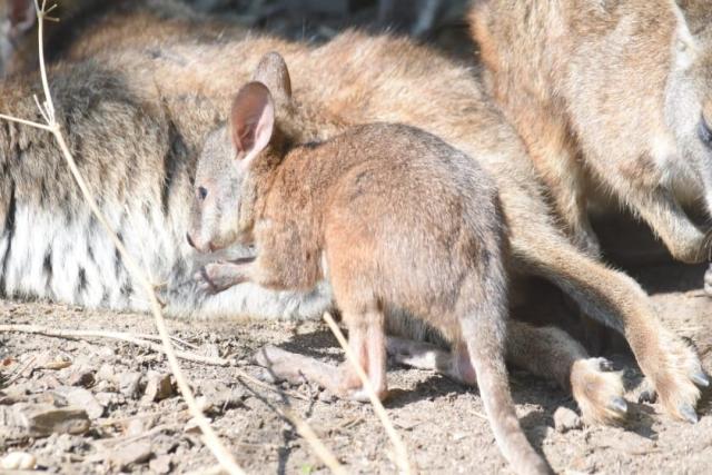 Uilen- en dierenpark de Paay weer open