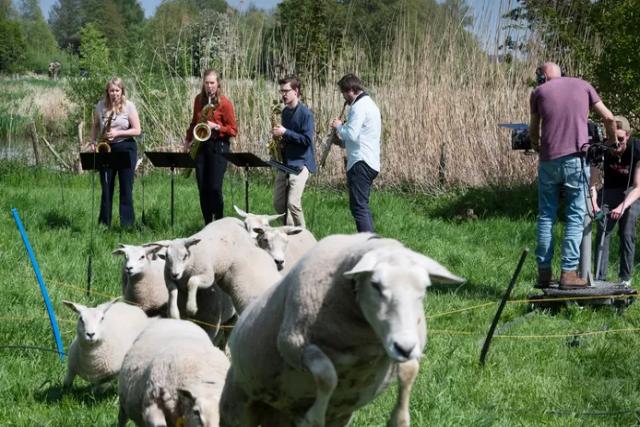 Lenteconcert zoekt Acquoyse idylle op maar niet alle schapen zijn even dol op muziek