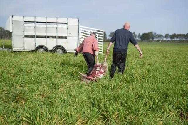 ‘Geschokt is het juiste woord: dit is niet zoeken naar een prooi maar heet gewoon moord’, rijmende boer na aanval van wolf