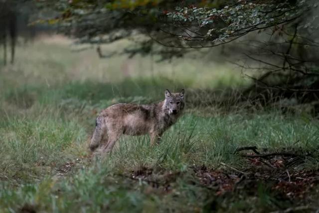 West Betuwe pleit voor bejagen of verjagen wolven