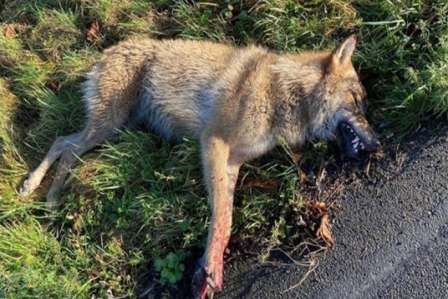 Wolf doodgereden door vrachtwagen op snelweg