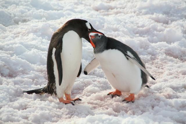 Presentatie Antarctica 08-02-2024