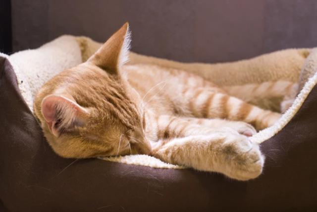 Schuurverkoop bij Stichting Superkatten tijdens NLdoet